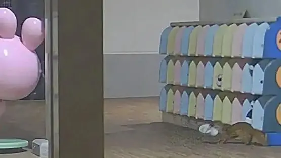 十五雙失蹤的幼兒園室內鞋與一個毛茸茸的嫌犯